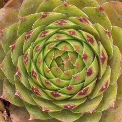 Sempervivum - Dachwurz - Hauswurz